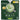 Tea Tsuboichi Uji Matcha Latte Powder 80g - Tuk Tuk Mart