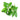 Fresh Sack Tree Leaf (Thai) 100g - Tuk Tuk Mart