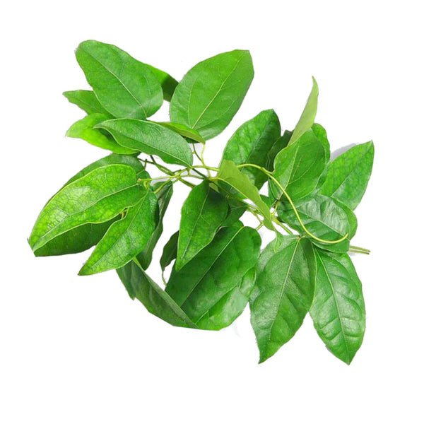 Fresh Sack Tree Leaf (Thai) 100g - Tuk Tuk Mart