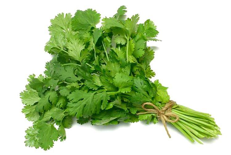 Fresh Thai Coriander 100g | Tuk Tuk Mart